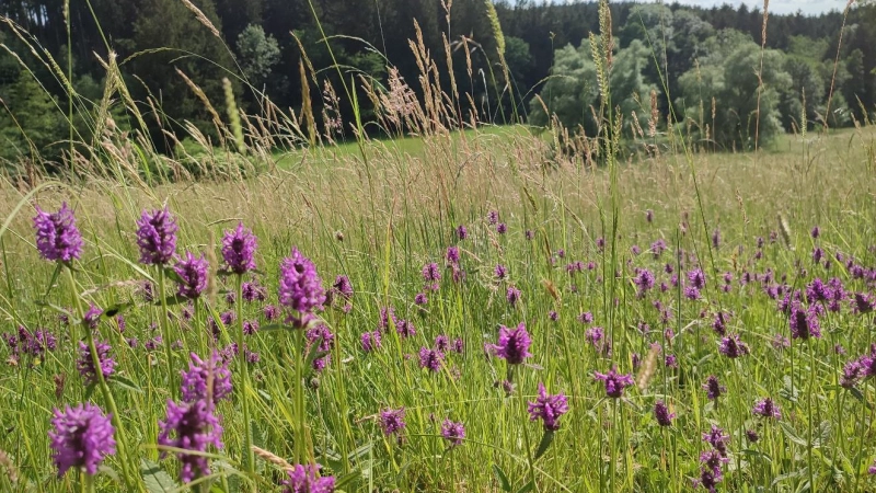 Artenreiche Flachland-Mähwiese mit Echter Betonie (Heilziest), Gewöhnlichem Glatthafer, Wiesen-Kammgras und Wolligem Honiggras in der Hügellandschaft des Landkreises Erding. (Foto: Regierung von Oberbayern)