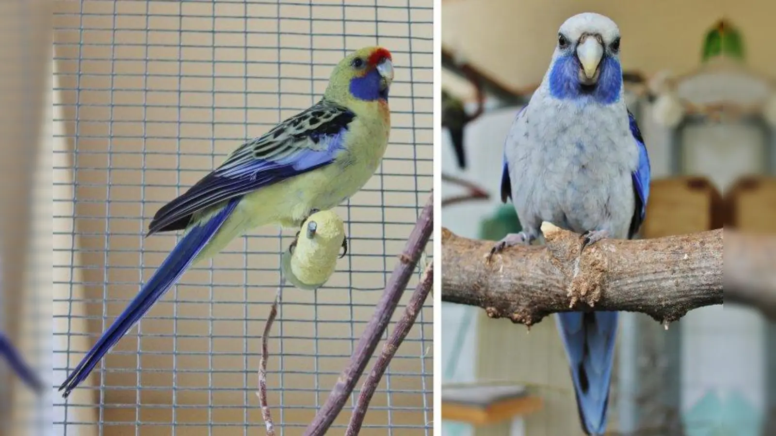 Jojo und Ferdinand haben sich im Tierheim kennen  gelernt und sind nun ein Paar. (Foto: Tierheim München)