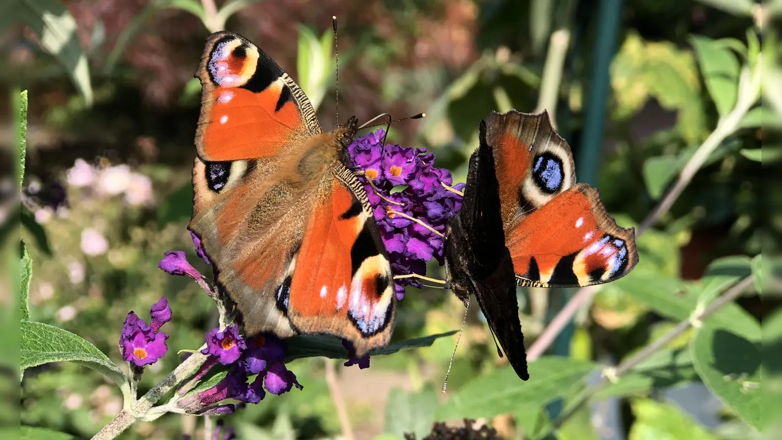 Wer seinen Garten mit insektenfreundlichen Pflanzen bestückt, darf sich auch wieder über Schmetterlinge &amp; Co freuen. (Foto: hw)