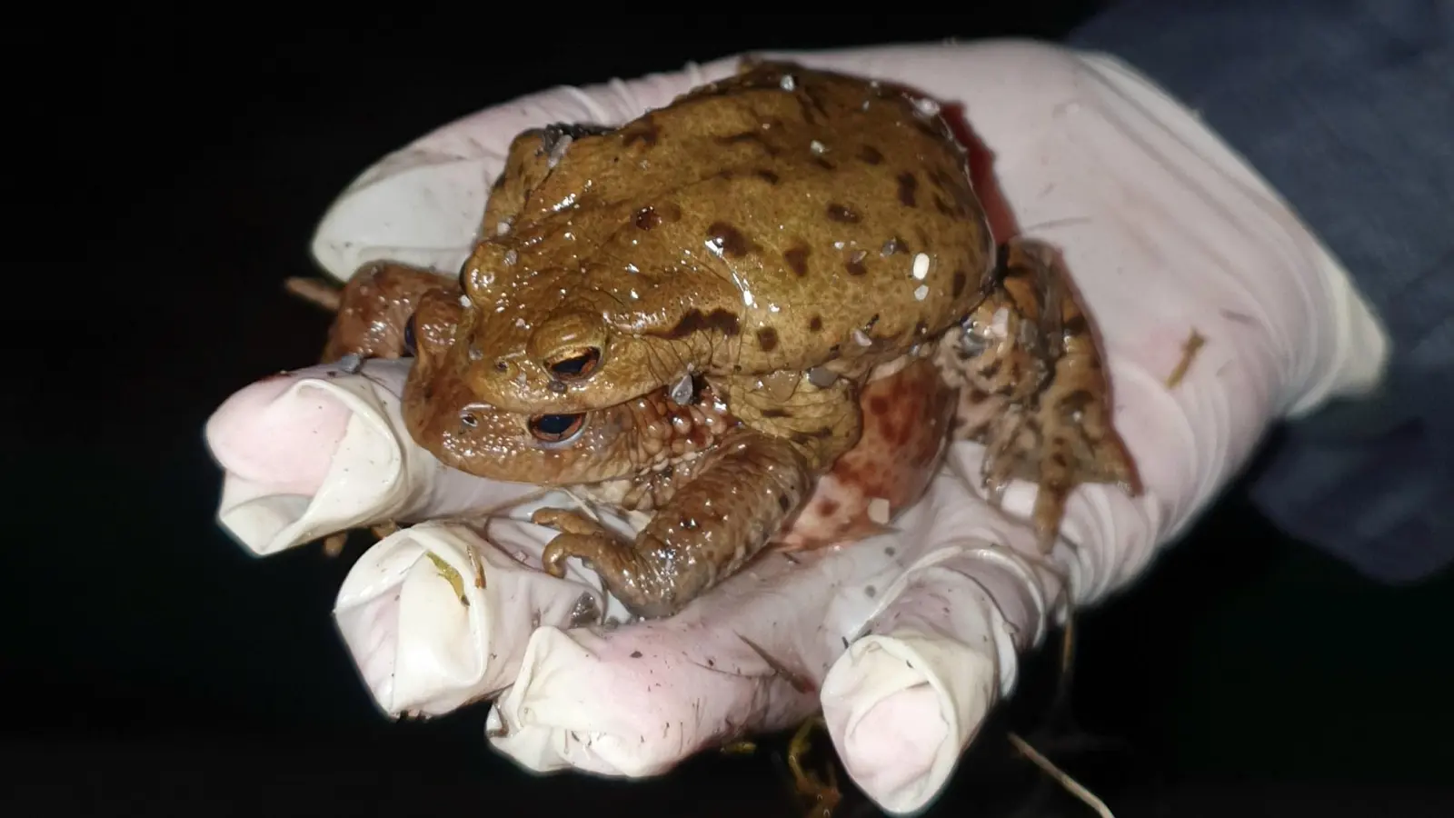 Ein Kröten-Männchen lässt sich huckepack von einem Weibchen zu den Laichgewässern tragen. Dabei müssen die Tiere oft Straßen überqueren. (Foto: pst)