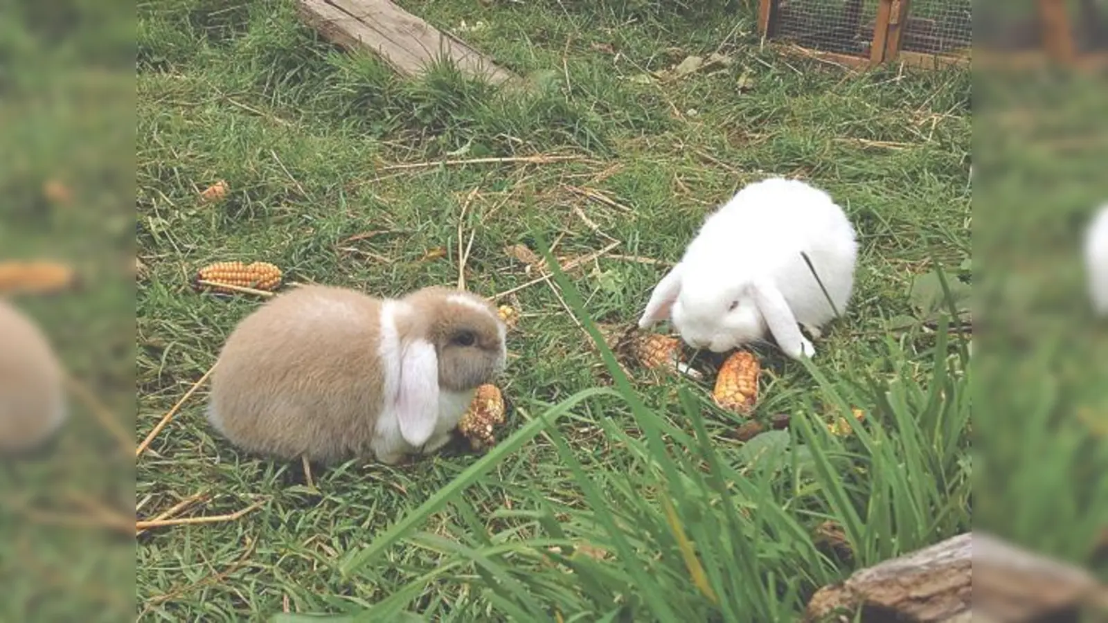 Buddy (braun-weiß) und Minko (weiß) wurden aus ihrem Kaninchenstall »gestohlen«. 	 (Foto: Privat)