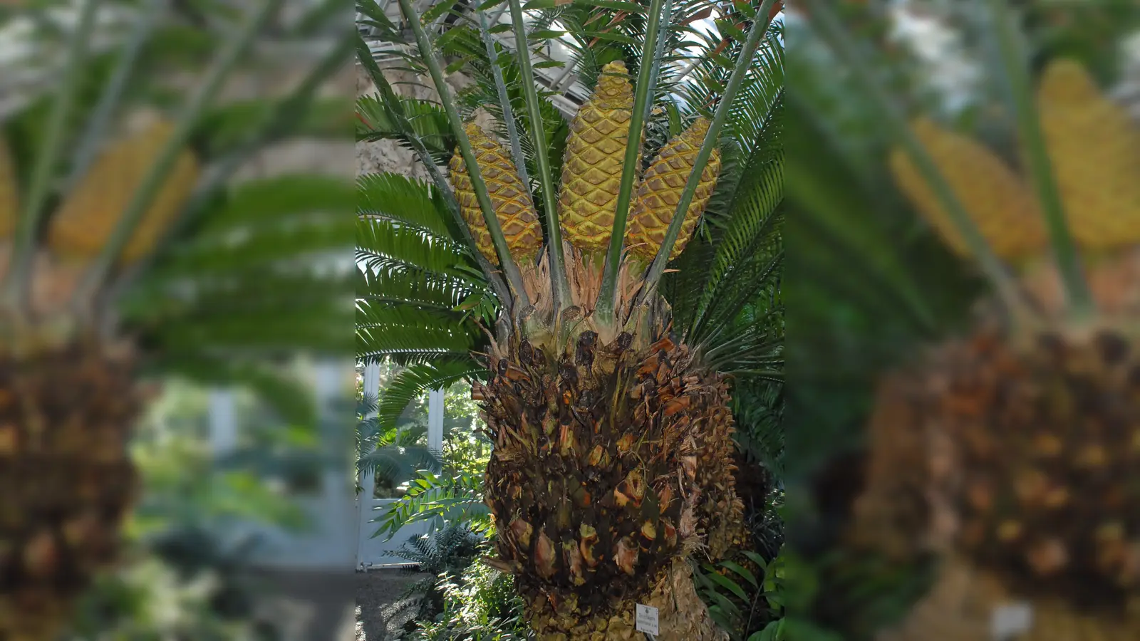 Höchst beeindruckende Blütenzapfen trägt der Palmfarn Encephalartos laurentianus, der im Kongo und in Angola vorkommt. Die Zapfen sind nicht jedes Jahr zu sehen. (Foto: BGM , © Dr. Ehrentraud Bayer, Gewächshaus)