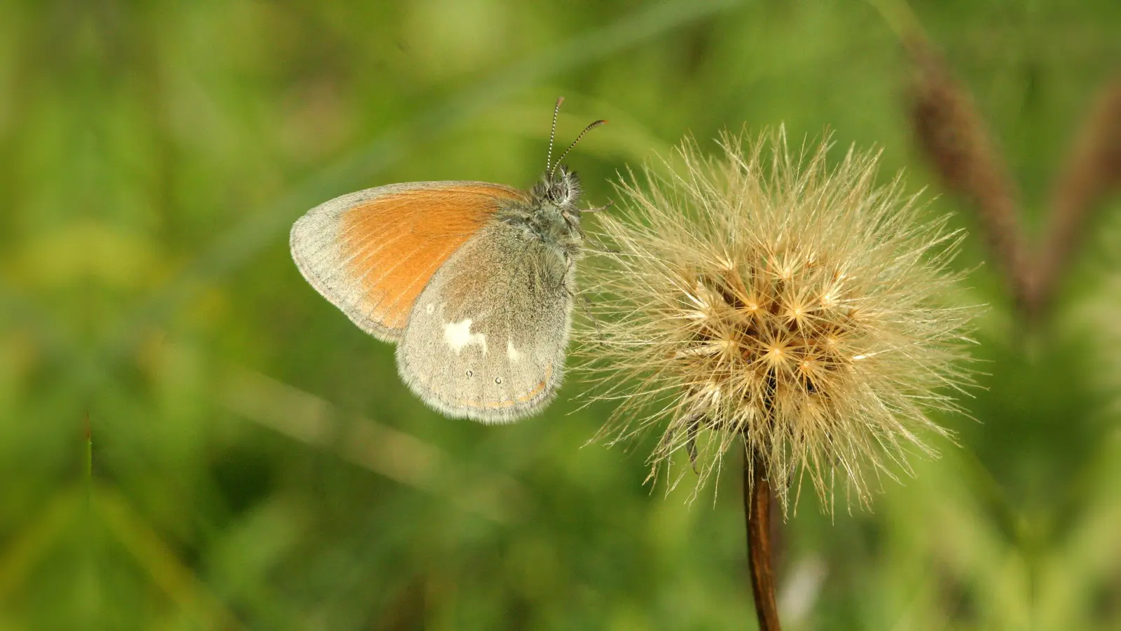 Dank gezielter Landschaftspflege: Das Rotbraune Wiesenvögelchen ist ein seltener Schmetterling, der auf dem ehemaligen Pionierübungsgelände Krailling gesichtet werden kann.  (Foto: Klaus Gottschaldt/LBV)