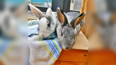 Die beiden Kaninchen „Schein” (grau) und „Schimmer” (grau-weiß) (Foto: Tierheim Riem)