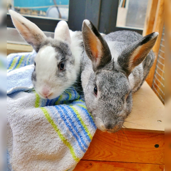 Die beiden Kaninchen „Schein” (grau) und „Schimmer” (grau-weiß) (Foto: Tierheim Riem)