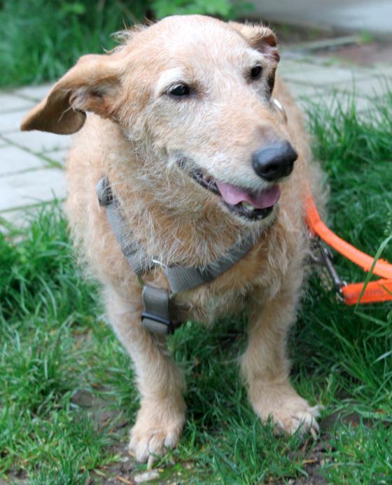 Hund Barney sucht ein Plätzchen bei einem Tierfreund