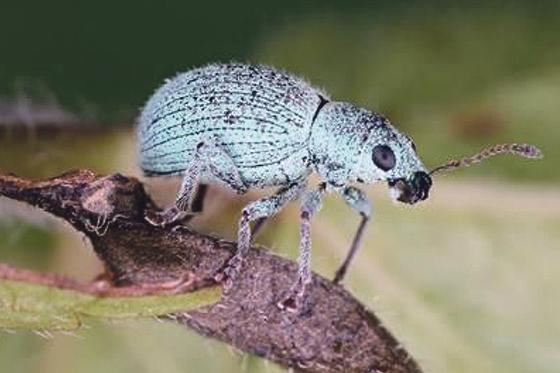 Der Steppenrüssler (Sciaphobus scitulus) ist einer der Höhepunkte der Garchinger Heide. Foto: Markus Bräu