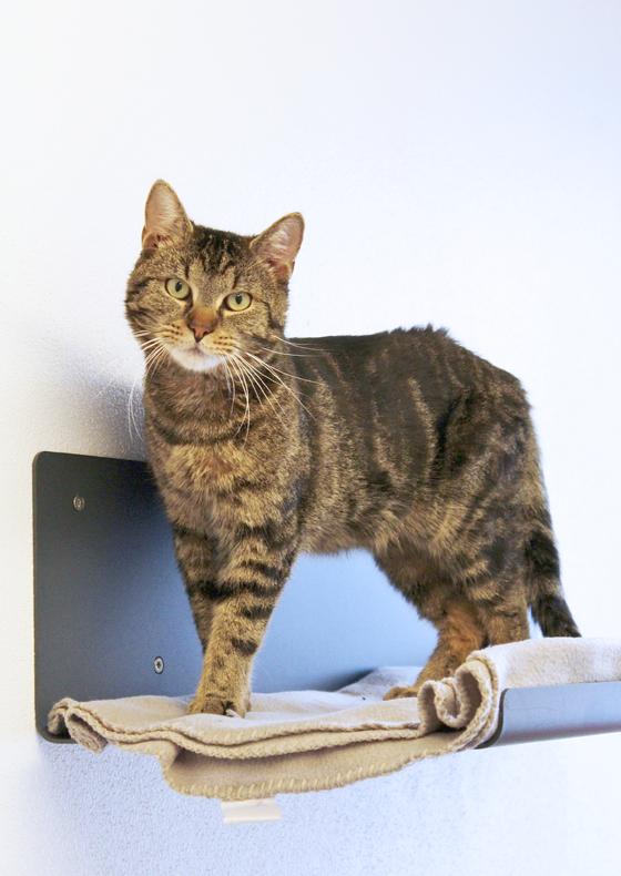 Kater Merlin. Foto: Tierheim