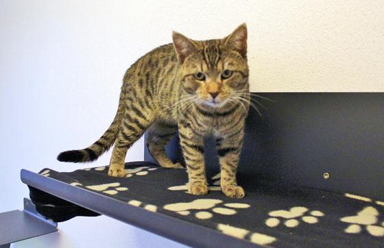 Europäisch Kurzhaar Kater "Gatsby". Foto: Tierheim