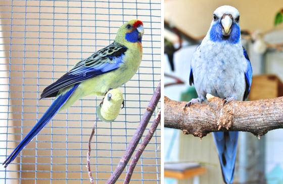 Die beiden Großsittiche Jojo und Ferdinand. Foto: Tierheim