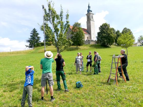 Am 15. Juli findet ein Sommerschnittkurs für Obstbäume statt. So sichert man sich eine reiche Ernte. Foto: Eigenheimer Grafing