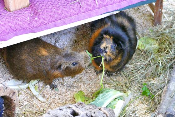 Meerschweinchen Cookie & Biber. Foto: Tierheim