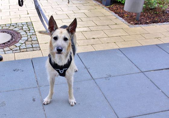 Mischlingshund "Mambo". Foto: Tierheim