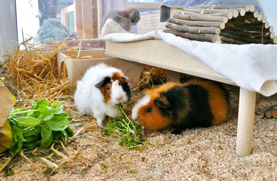 Meerschweinpärchen Julie und Aiden. Foto: Tierheim