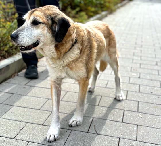 Mischlingshündin "Ranja". Foto: Tierheim