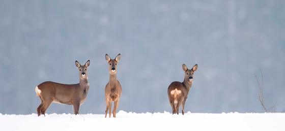 Bitte nicht füttern und Ruhe bewahren: Pflanzenfresser wie Reh oder Hirsch fasten jetzt. Im Wald sollte man am besten immer auf den Wegen bleiben.  Foto: Rolfes/DJV