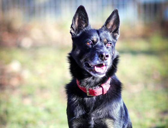 Kelpie-Mischling "Turco". Foto: Tierheim