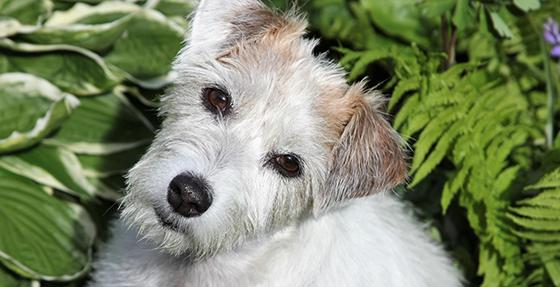 Für pünktlich eingegangene Hundesteuer bedankt sich die Stadtkämmerei. Foto: chk