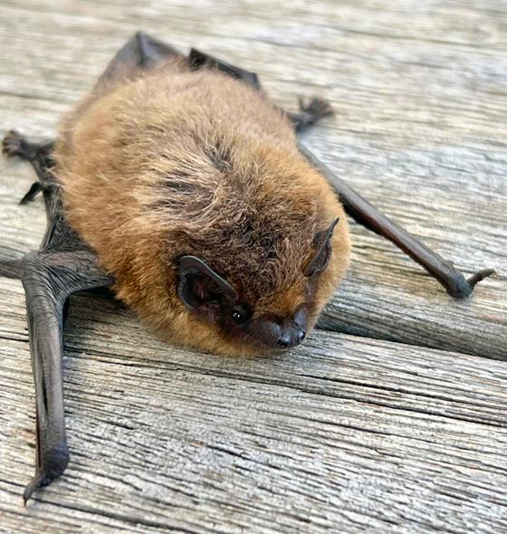 Über das spannende Leben der Fledermäuse erfährt man Einiges im Museum Wald und Umwelt. Foto: cba