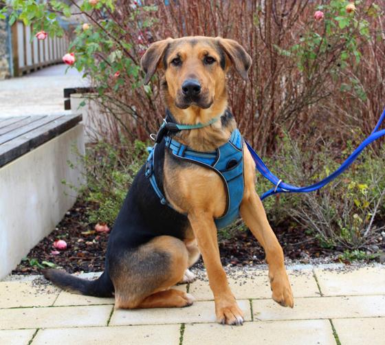 Aussidor-Mischling "Milo". Foto: Tierheim