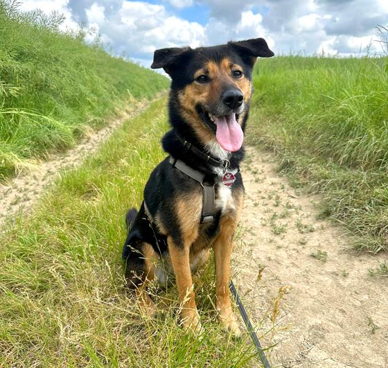 Die Mischlingshündin Lucy. Foto: Tierheim