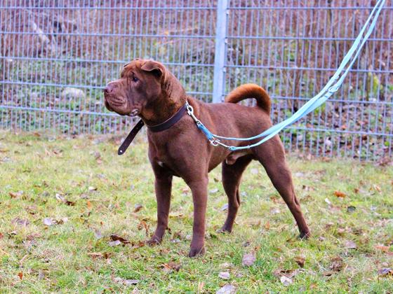 Shar Pei Rüde Rosco. Foto: Tierhein