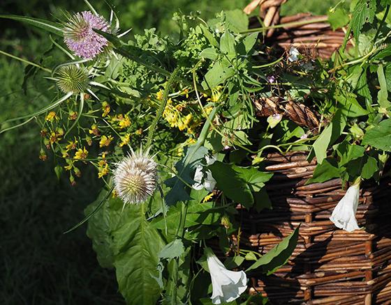 Passend zum Thema hat die Gartengruppe des ÖBZ einen Jahreskalender für 2025 mit dem Titel Flora non grata zusammengestellt. Foto: ÖBZ München